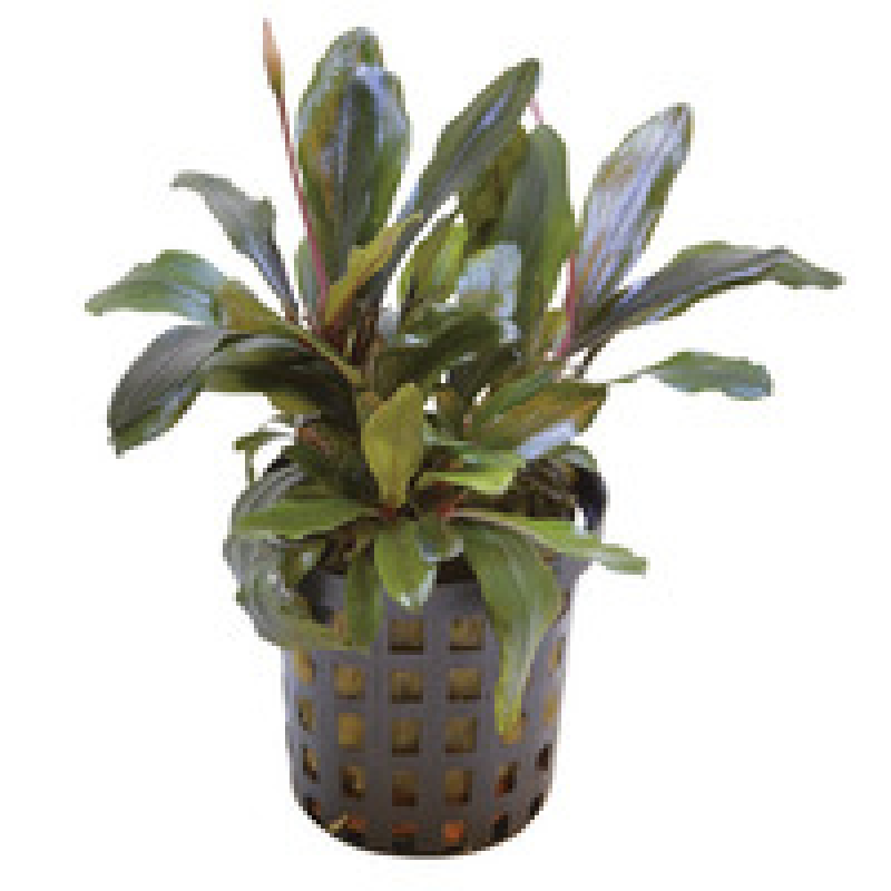 6x Bucephalandra Theia